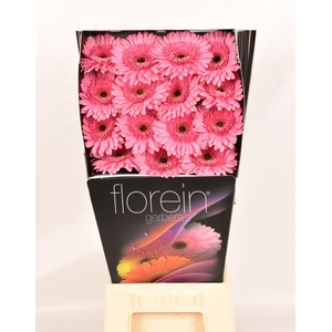 Gerbera Peppa Diamond