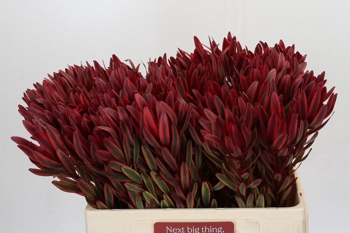 Leucadendron Jester