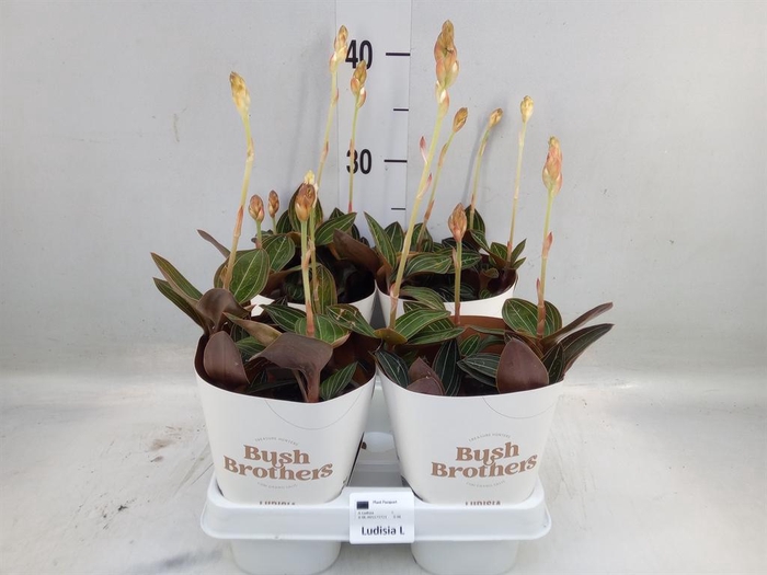 <h4>Ludisia discolor</h4>