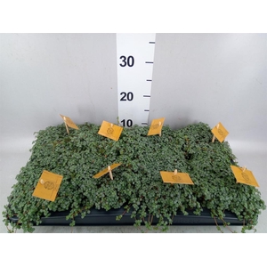 Pilea glaucophylla 'Greyzy'