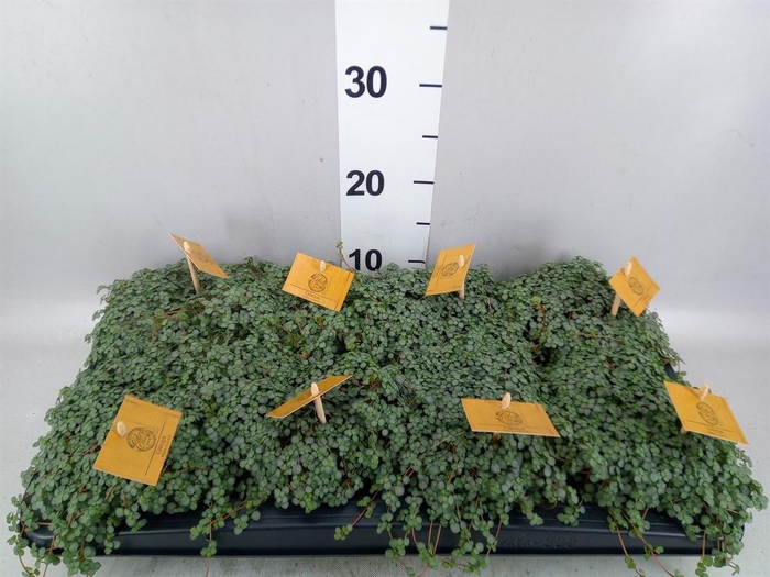 Pilea glaucophylla 'Greyzy'