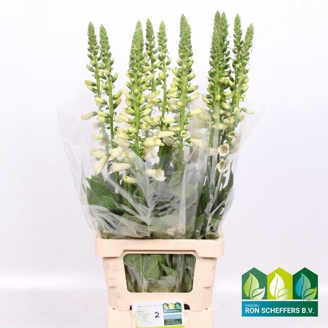 <h4>DIGI CAMELOT LAVEND</h4>