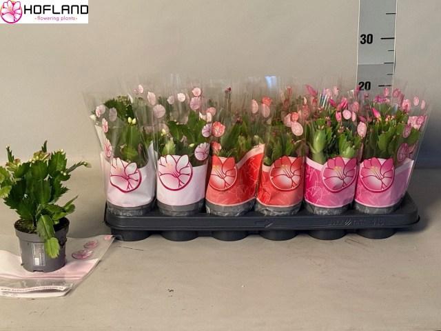 <h4>SCHLUMB GEM 3 KL</h4>