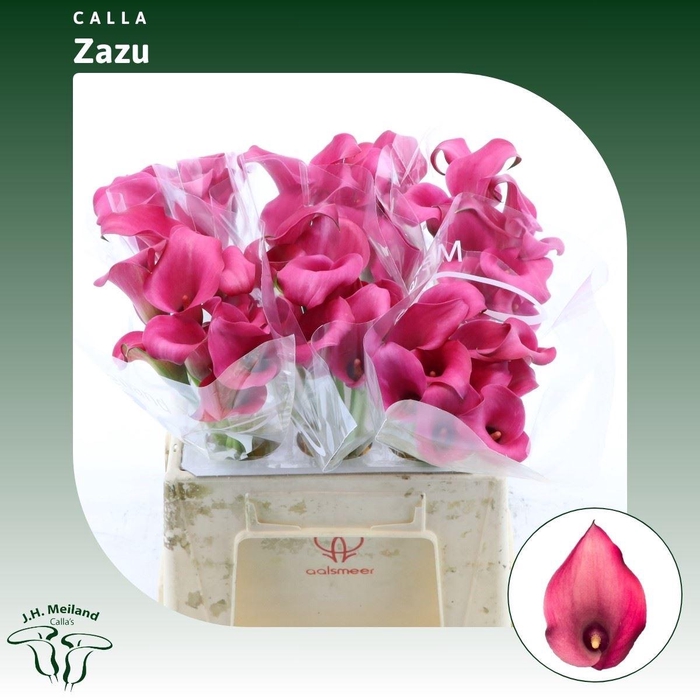 <h4>Calla Zazu</h4>