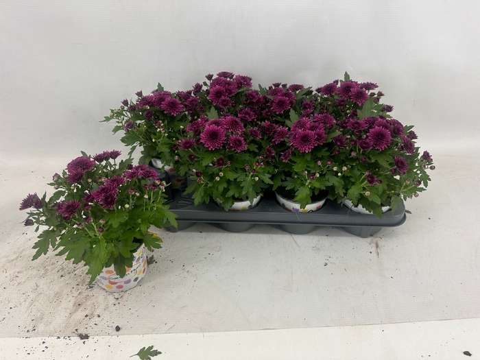 <h4>CHRY GARD DOU PURPLE</h4>