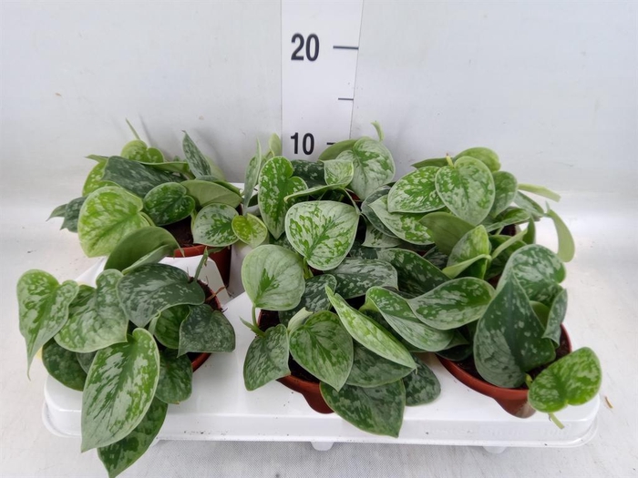 <h4>Scindapsus pictus 'Silvery Ann'</h4>