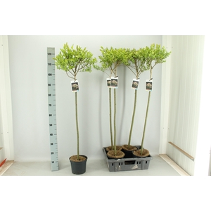 SALIX IN HAKURO NISH