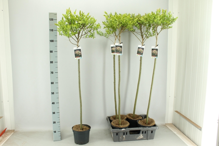 <h4>SALIX IN HAKURO NISH</h4>