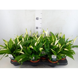 Spathiphyllum  'Chopin'