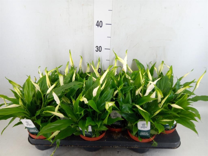 <h4>Spathiphyllum  'Chopin'</h4>