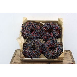 Wr Sierfruit Ampelopsis12cm