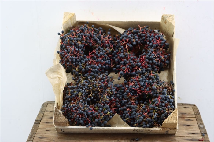 <h4>Wr Sierfruit Ampelopsis12cm</h4>