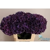 Hydrangea mag ruby aubergine
