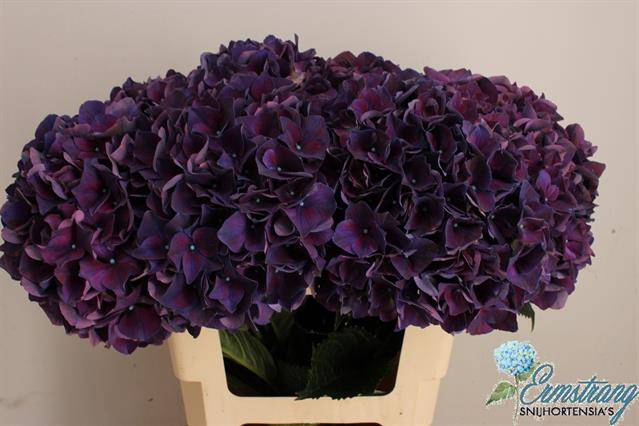 Hydrangea mag ruby aubergine