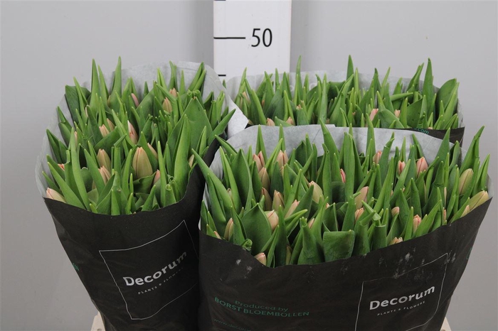 <h4>Tu En Tresor</h4>