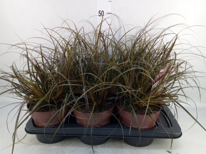 <h4>Uncinia rubra</h4>