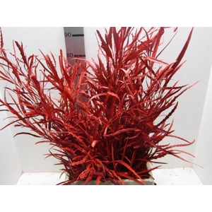 Grevillea Rood