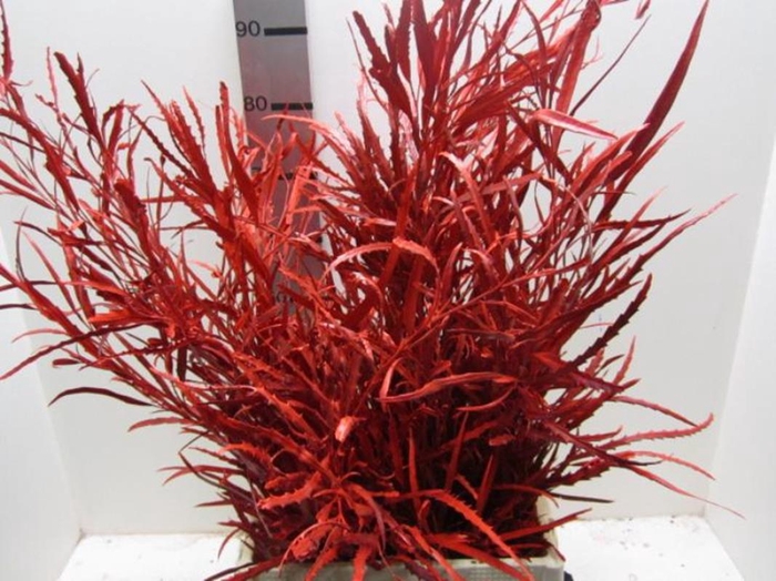 <h4>Grevillea Rood</h4>