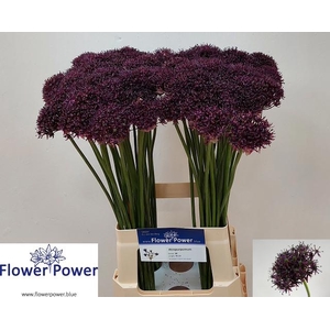 ALLIUM ATROPURPUREUM