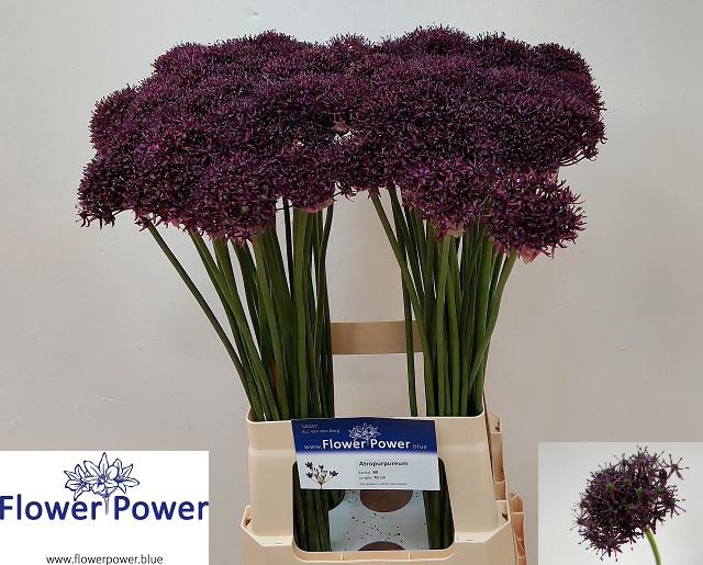 <h4>ALLIUM ATROPURPUREUM</h4>