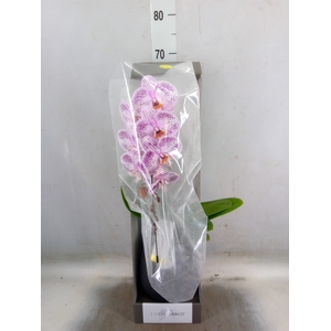 Phalaenopsis   ...lilac