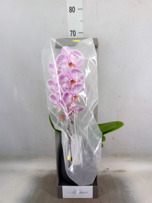 <h4>Phalaenopsis   ...lilac</h4>