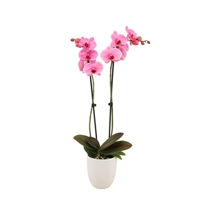 Hugo White Phal I Am Pink 2T14+