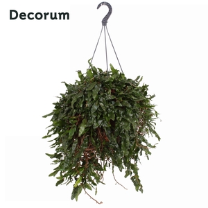 Microgramma nitida Monkeyhill XXL