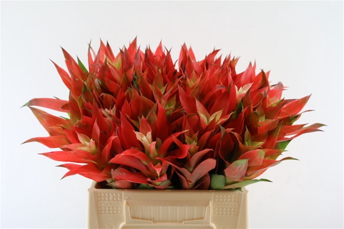 <h4>Bromelia Tigra</h4>