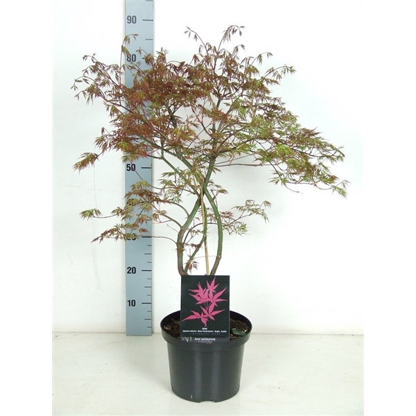 <h4>Acer palmatum 'Orangeola' P23 Full CC</h4>