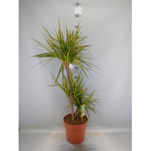 Dracaena marg. 'Sunray'