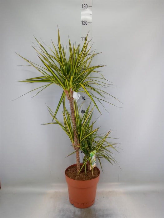 <h4>Dracaena marg. 'Sunray'</h4>