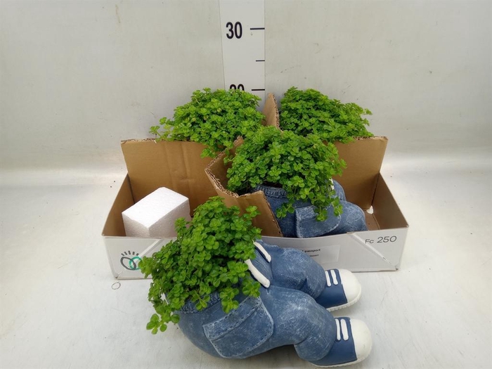 <h4>Arr. Kamerplant Groen L%</h4>