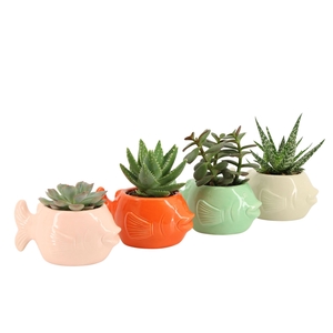 Arr.   Planten L%