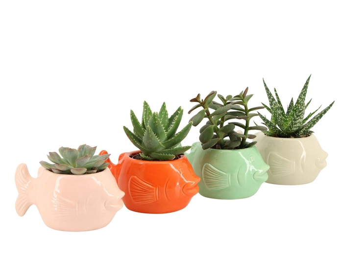 Arr.   Planten L%