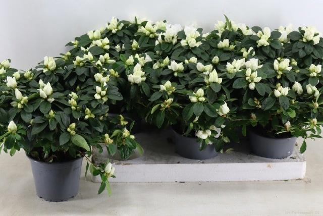 <h4>RHODO SI OV</h4>