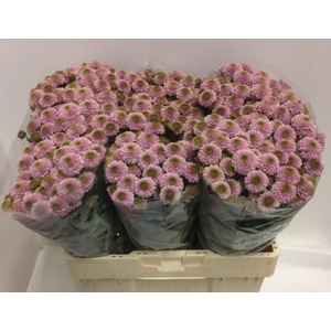 CHR SAN DORIA PINK