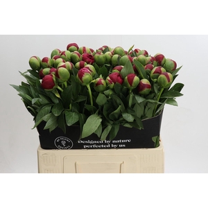 Paeonia Diana Parks