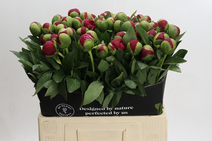 <h4>Paeonia Diana Parks</h4>