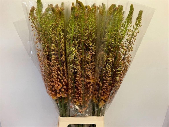 <h4>Eremurus Ruiter</h4>