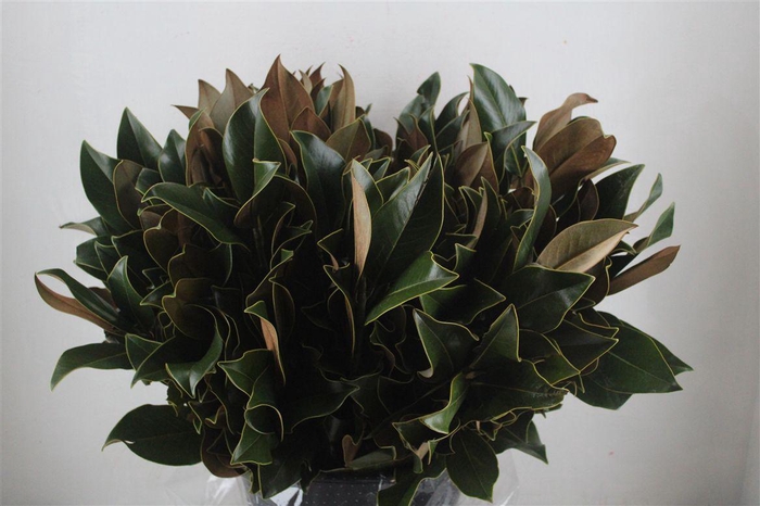 Magnolia Leaves P Bunch