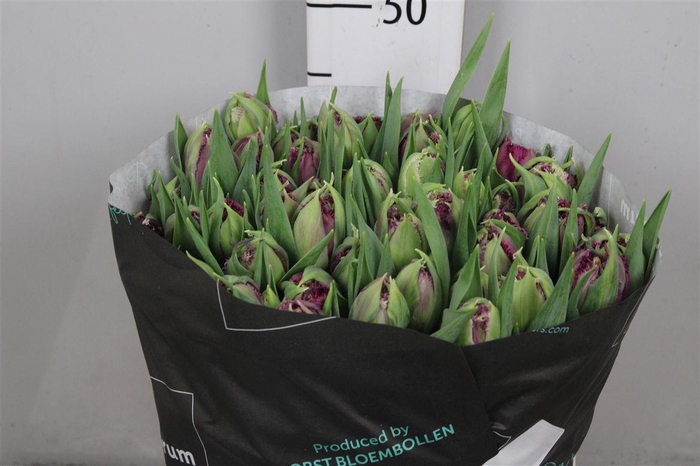 <h4>Tu Du Paars</h4>