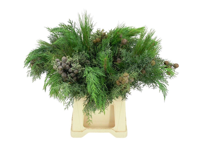 <h4>Conifeer Chrismas Mix (5 Stems Pb)</h4>