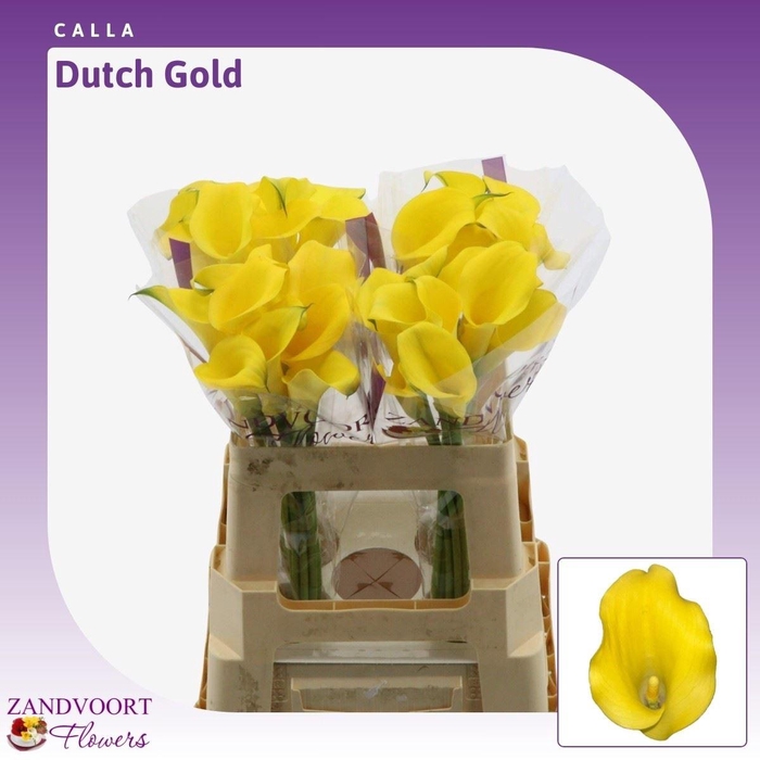 <h4>Calla Dutch Gold</h4>