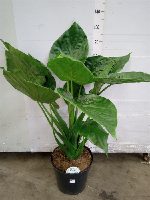 <h4>Alocasia cucullata</h4>