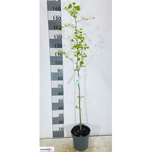 GINKGO BILOBA