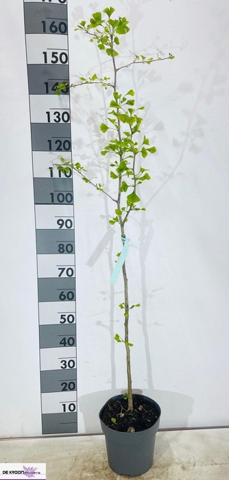 <h4>GINKGO BILOBA</h4>
