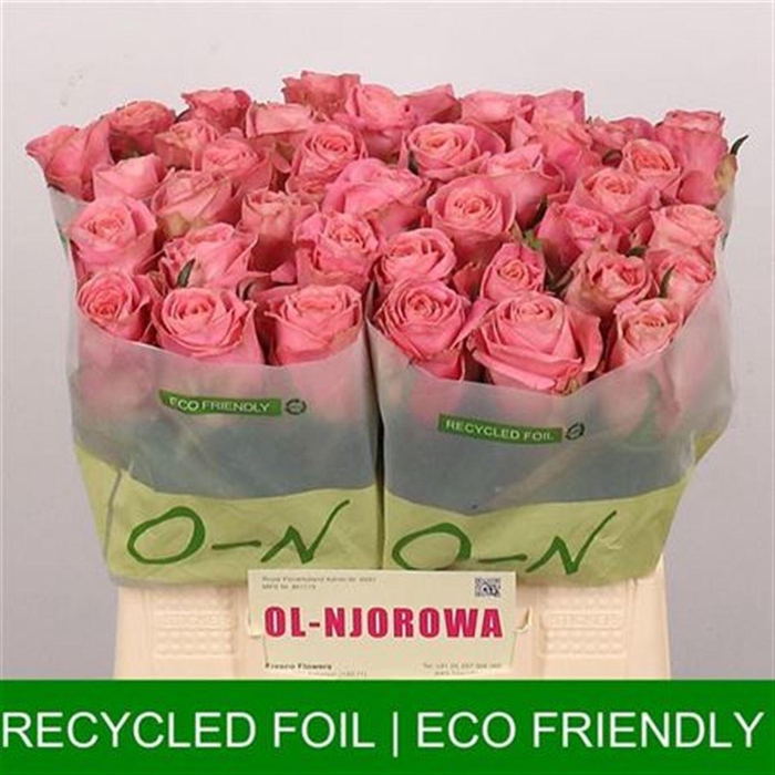 <h4>R Gr Hermosa+</h4>