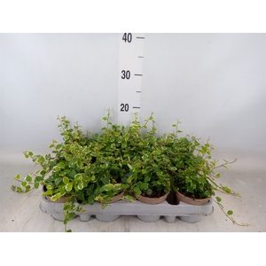 Ficus pumila 'White Sunny'