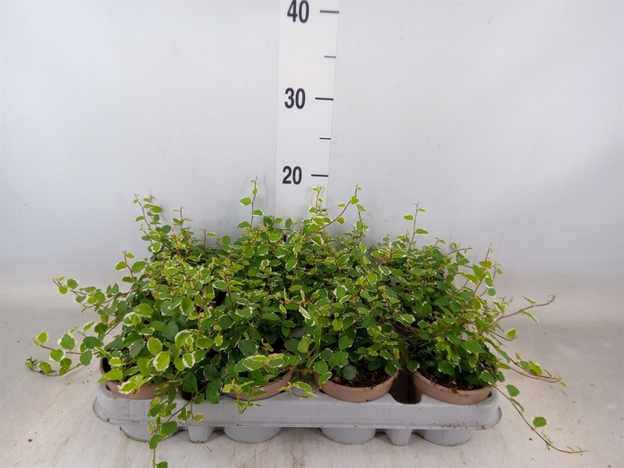 <h4>Ficus pumila 'White Sunny'</h4>